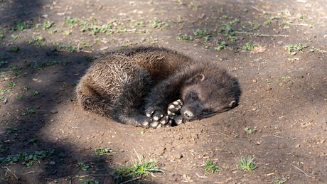 Dagje dierentuin GaiaZoo