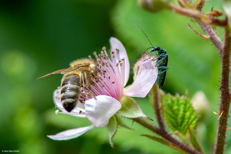Fraaie Schijnboktor kijkt verslagen toe hoe de Honingbij zijn bloem in beslag neemt,,,,,