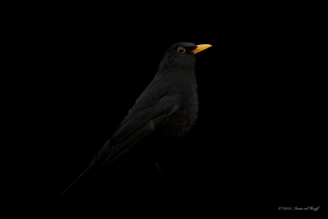 Orange is the new black