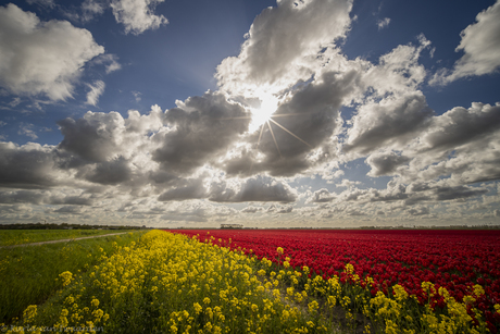 Tulpen en Raapzaad