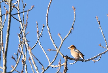 Appelvink.