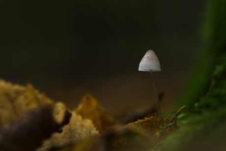 Mycena