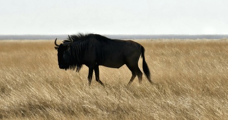 Blue wildebeest