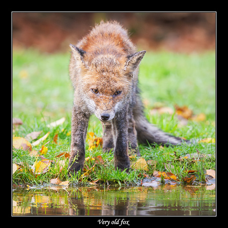 Very old fox