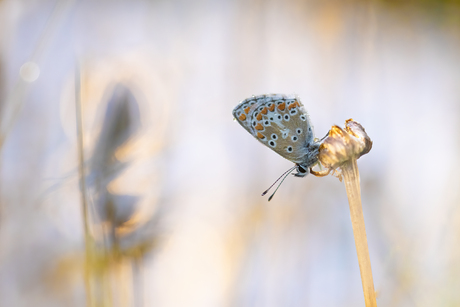 blauwtjes in onze tuin