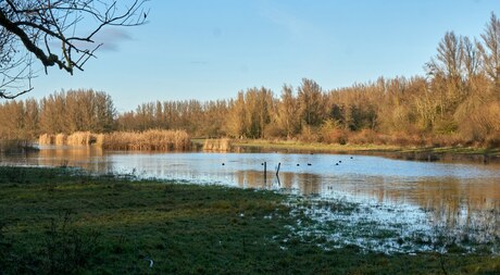 Waterpartij in Horsterwold (1)