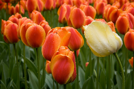 Tulpen