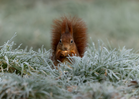 alleen als hij ijs en ijs koud is........................