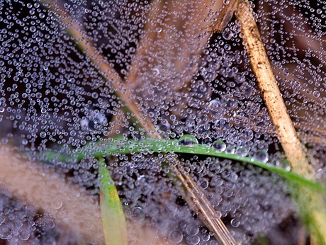 spinneweb met dauw druppels