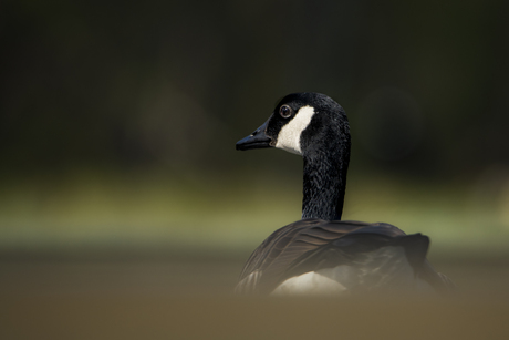 Canadese gans laag standpunt