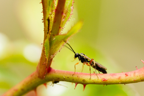 Insect in the rosebush