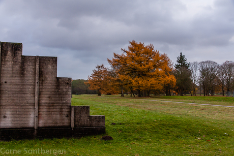 Boom in Westerbork