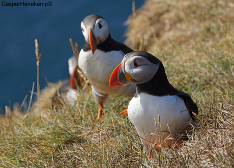 Puffin, IJsland 2012