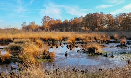 Haaksbergerveen(2)