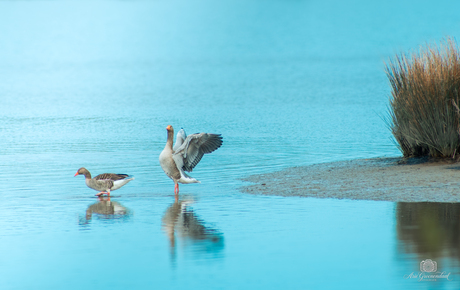 Even de vleugels uitslaan in de ochtendzon
