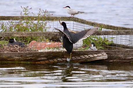 Nestbouw meerkoet