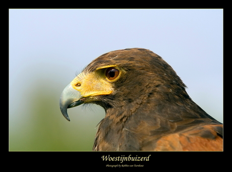 Woestijnbuizerd