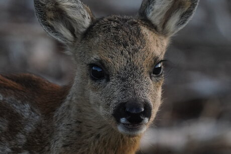 Close up reekalf