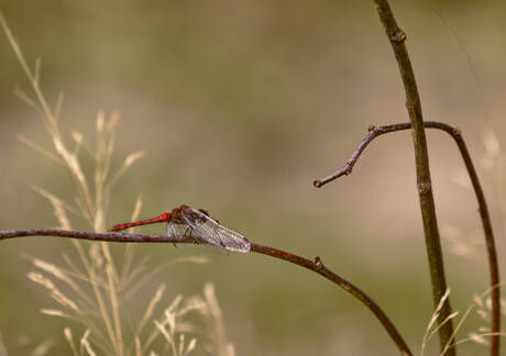 Bloedrode Heidelibel