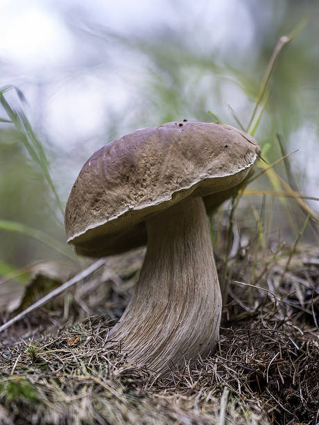 Eekhoorntjesbrood.