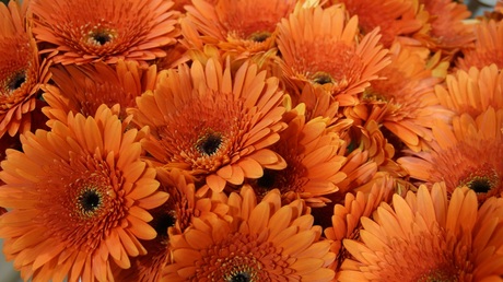 gerbera