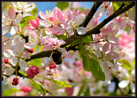 Lente(bloesem)