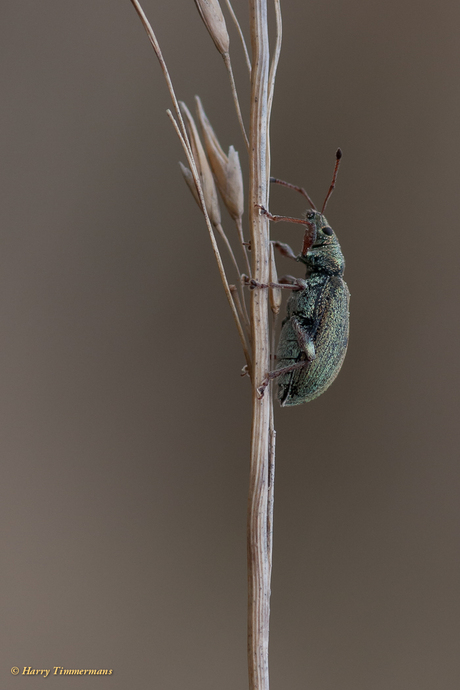 Groene Struik Snuitkever