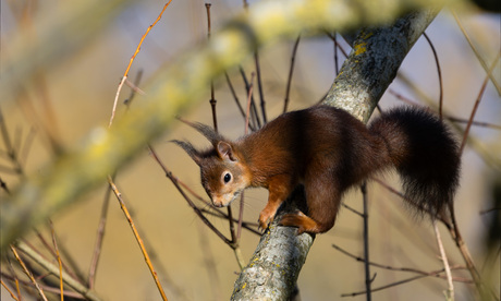 EUROPESE RODE EEKHOORN