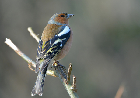 Vink