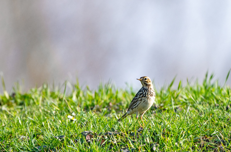 Pieper of roodkeelpieper??