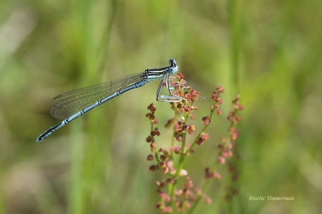 Blauwe breedscheenjuffer 