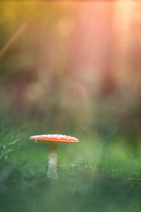 Rood met witte stippen