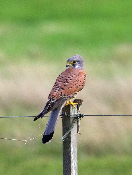 Supergirl jinsiy aloqa