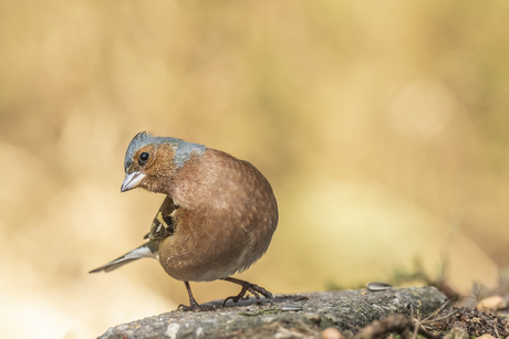 Vink als verleider