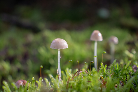 Paddenstoelen