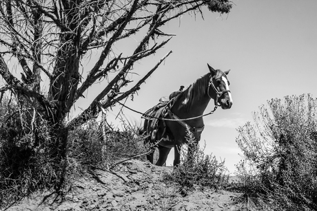 Paard zwart/wit Monument Valley