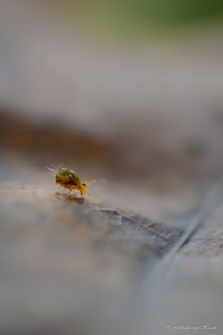 On my way to the groomer 😅..