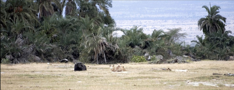 Panorama Amboselli