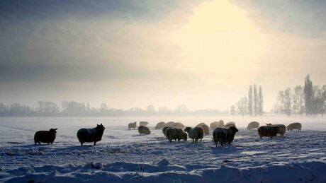 schapen winterlicht