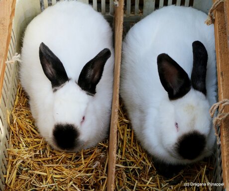 Twin Rabbits for sale