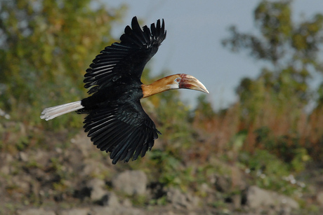 Jaarvogel