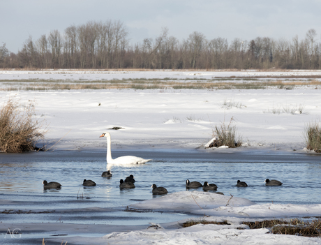 De rust van een bevroren landschap, onderbroken door leven