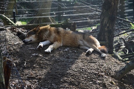 Wolf ligt in Dromenland