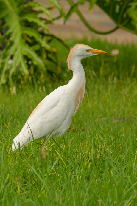 Loslopende koereigers 2