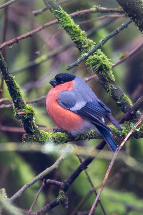 Lettelberter goudvink