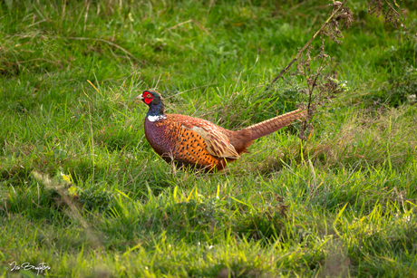 Colorful male pheasant