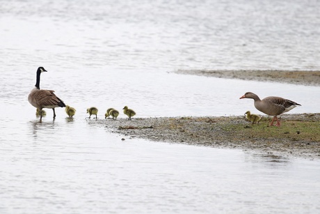 Canadese gans en grauwe gans