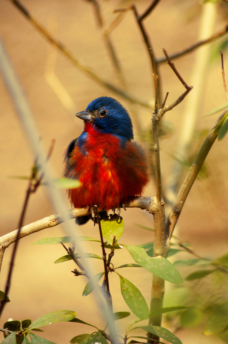 Bird Burgers Zoo 2