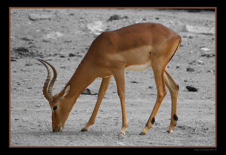 Antilope