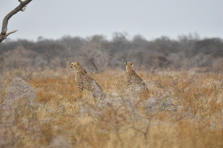 Cheetah's in Namibie